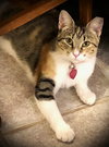 Gracie - Photo 1