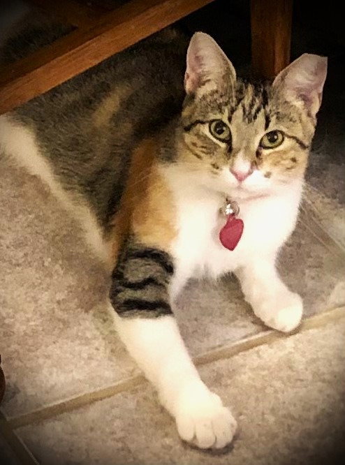 GRACIE - Calico / Tabby available for adoption