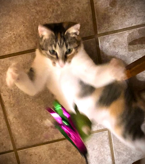 GRACIE - Calico / Tabby available for adoption
