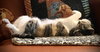 Gracie - Photo 3