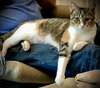 Gracie - Photo 4