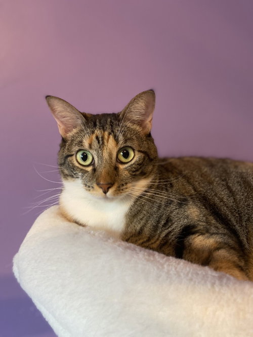 MAMA COCO - Tabby for adoption in San Antonio