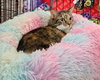 Mama Coco - Photo 2
