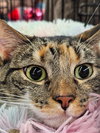 Mama Coco - Photo 3