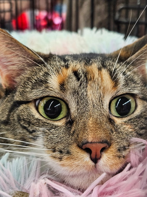 Photo 3 of Mama Coco