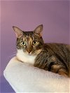 adoptable Cat in anton, TX named Mama Coco