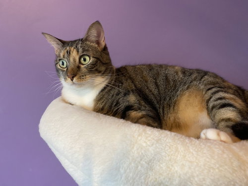 MAMA COCO - Tabby available for adoption