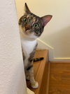 Mama Coco - Photo 4