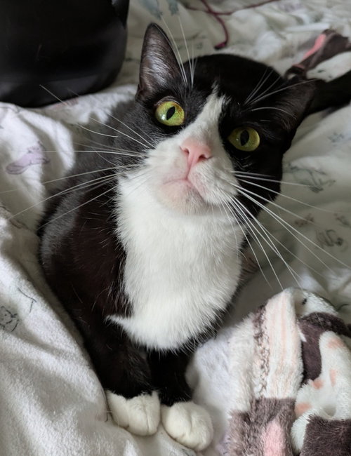 MOOCHI - Domestic Short Hair available for adoption