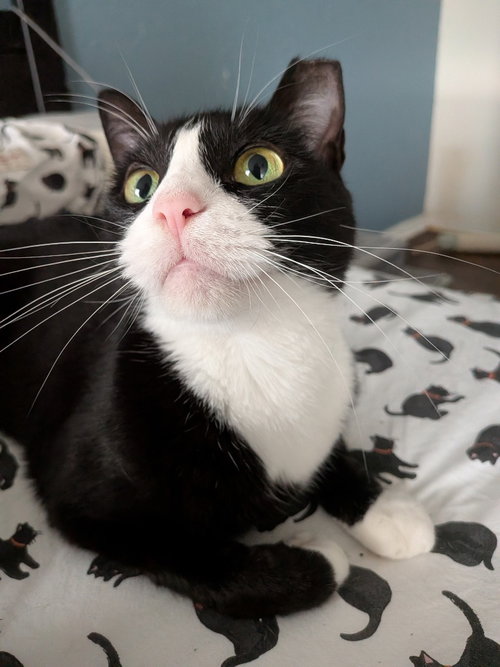 MOOCHI - Domestic Short Hair for adoption in San Antonio
