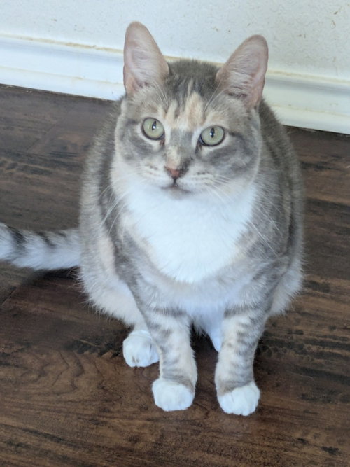 MOMMA TORTILLA - Domestic Short Hair available for adoption