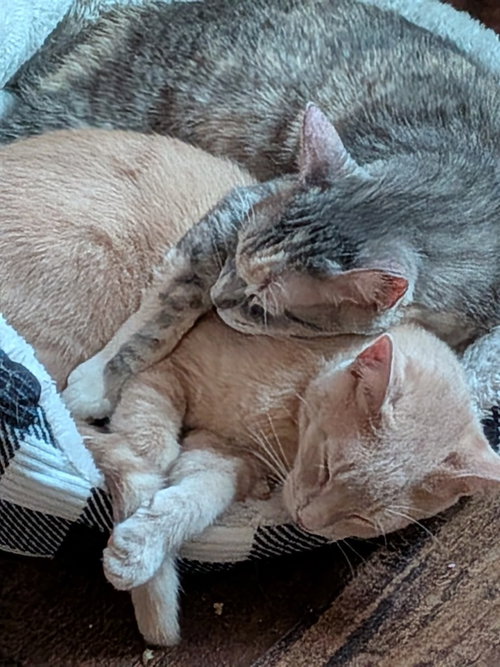 MOMMA TORTILLA - Domestic Short Hair available for adoption