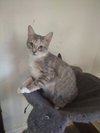 Momma Tortilla - Photo 3