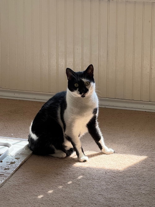 ANDY - Domestic Short Hair available for adoption