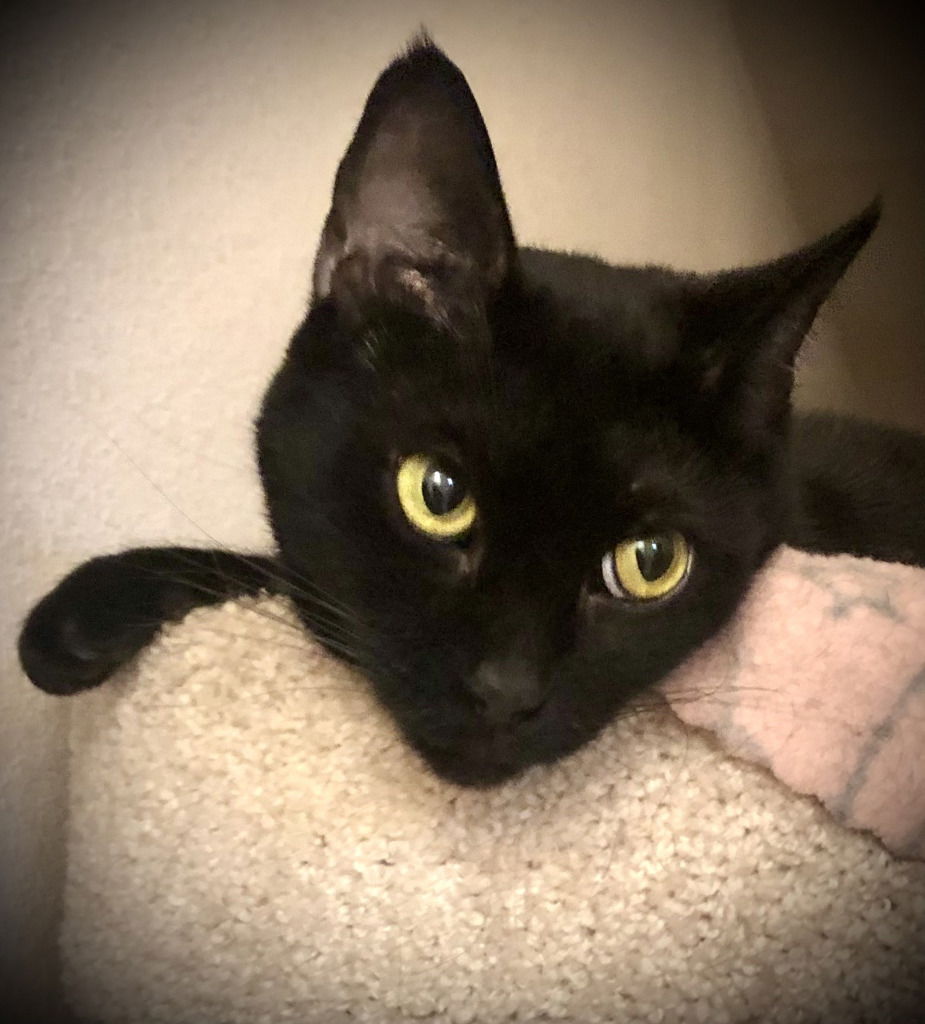 adoptable Cat in San Antonio, TX named Amayya