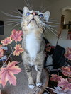 Blinkin - Photo 1