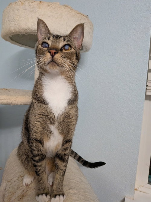 BLINKIN - Tabby available for adoption