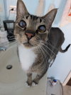 Blinkin - Photo 1
