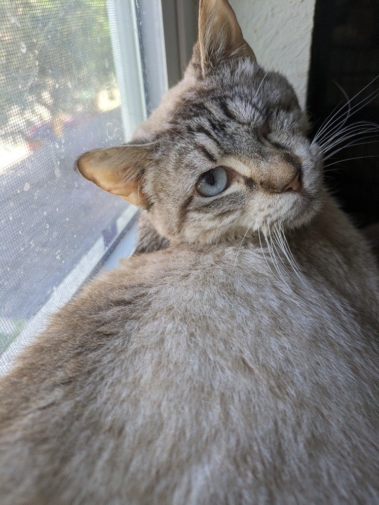 adoptable Cat in San Antonio, TX named Olive