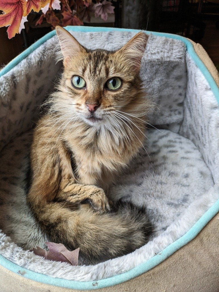 adoptable Cat in San Antonio, TX named Snickerdoodle