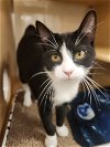 adoptable Cat in  named Thelma