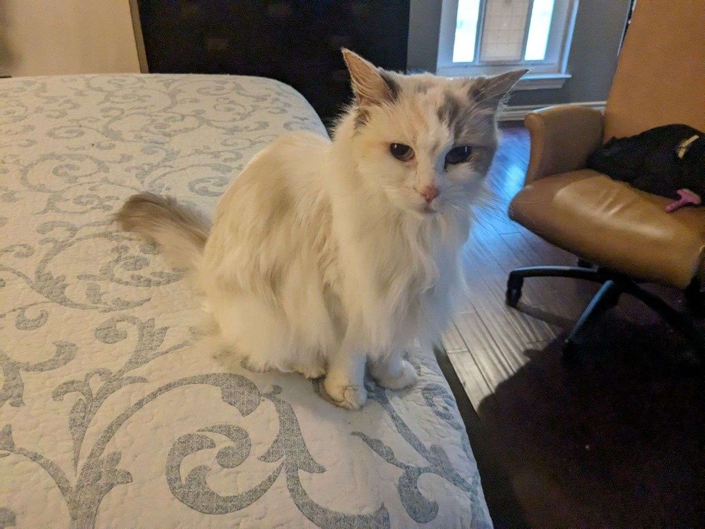 adoptable Cat in San Antonio, TX named Peaches (CL)