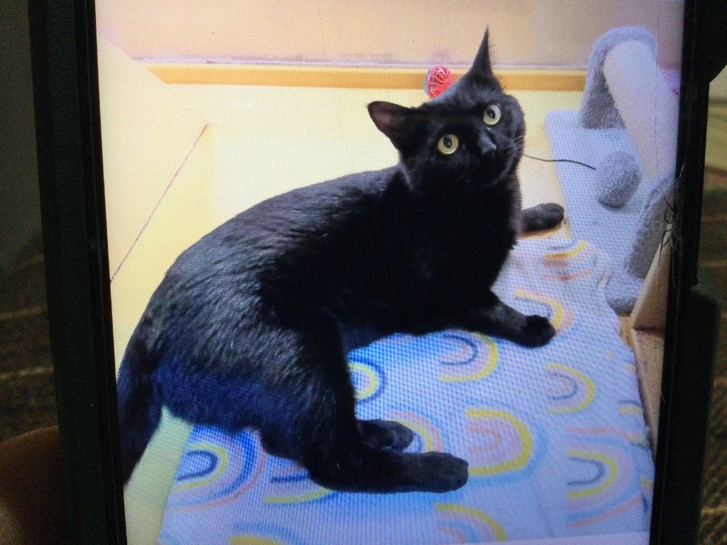 adoptable Cat in San Antonio, TX named Miss Biscuits