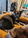 adoptable Cat in anton, TX named Luna Tortie