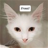 adoptable Cat in  named Frost
