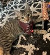 adoptable Cat in anton, TX named Adam