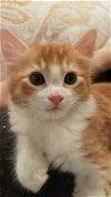 adoptable Cat in  named Cheddar
