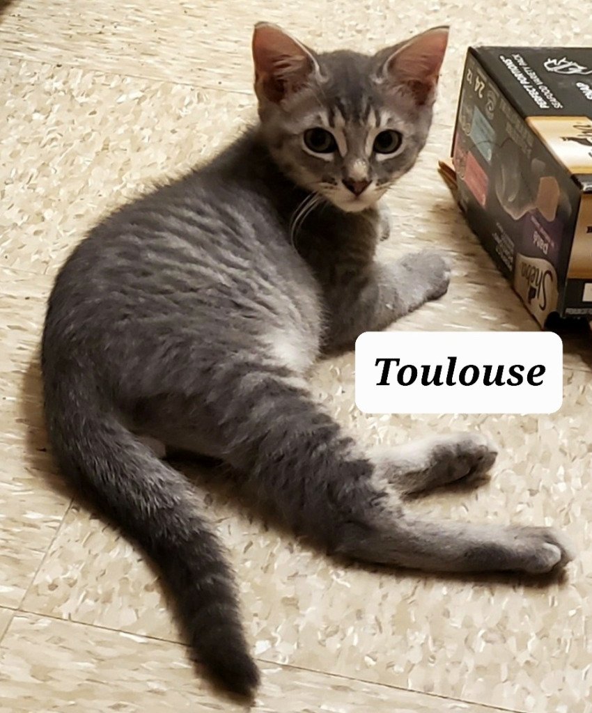 adoptable Cat in San Antonio, TX named Toulouse