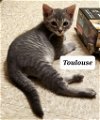 adoptable Cat in  named Toulouse