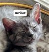 adoptable Cat in  named Berlioz
