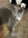 adoptable Cat in  named Bluey