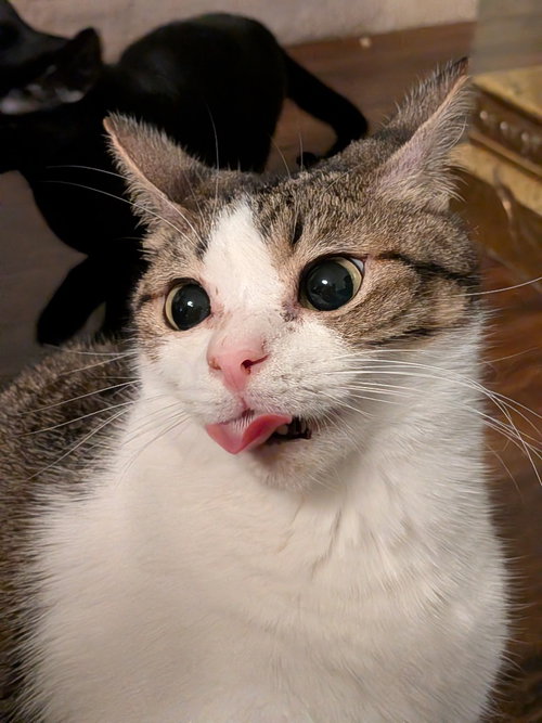 BAGEL BITE - Tabby available for adoption
