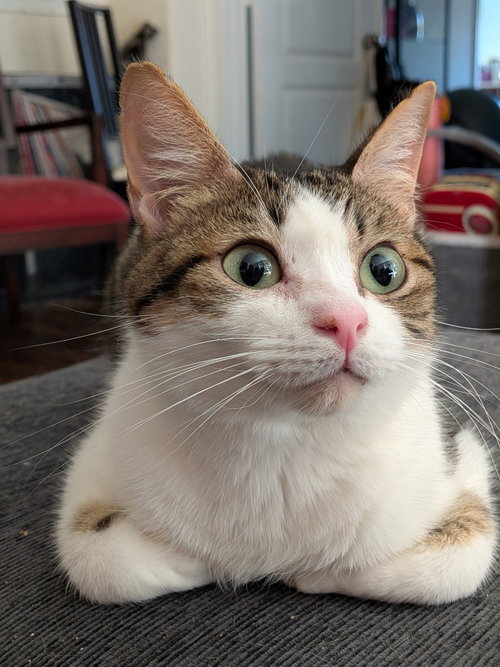 BAGEL BITE - Tabby available for adoption