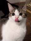 Bagel Bite - Photo 3