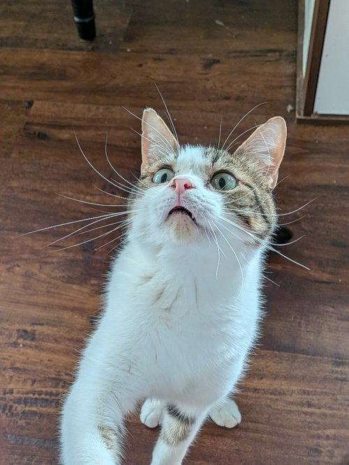 BAGEL BITE - Tabby for adoption in San Antonio