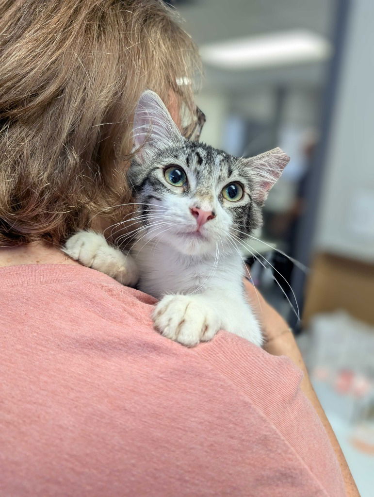 adoptable Cat in San Antonio, TX named Oliver