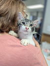 adoptable Cat in  named Oliver