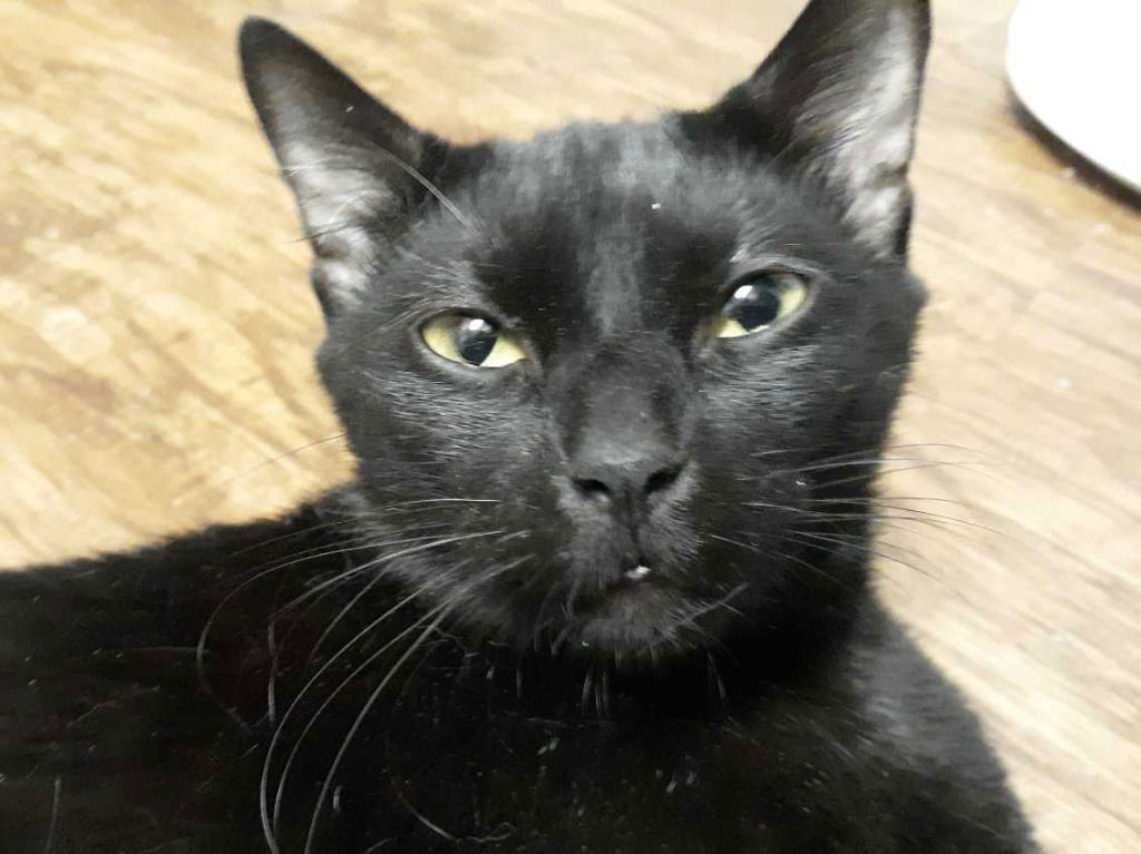 adoptable Cat in San Antonio, TX named Midnight (CL)