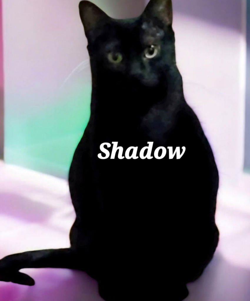 adoptable Cat in San Antonio, TX named Mama Shadow