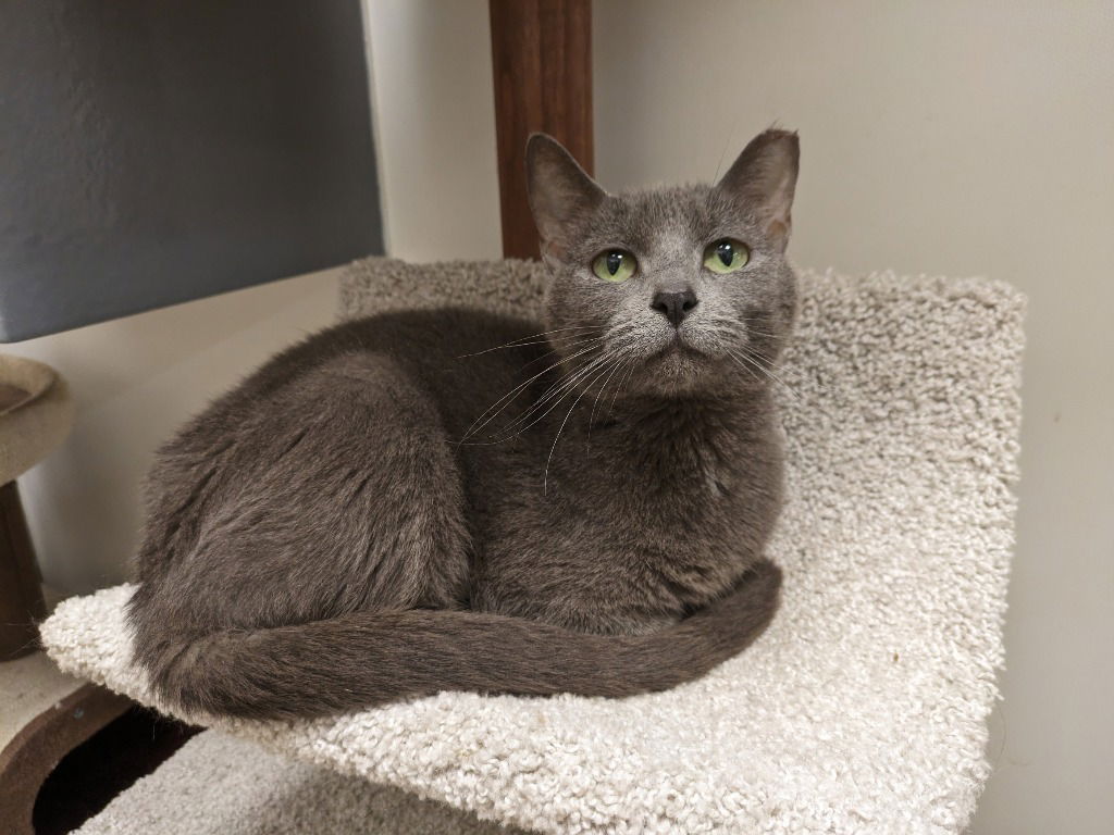 adoptable Cat in San Antonio, TX named Daffodil