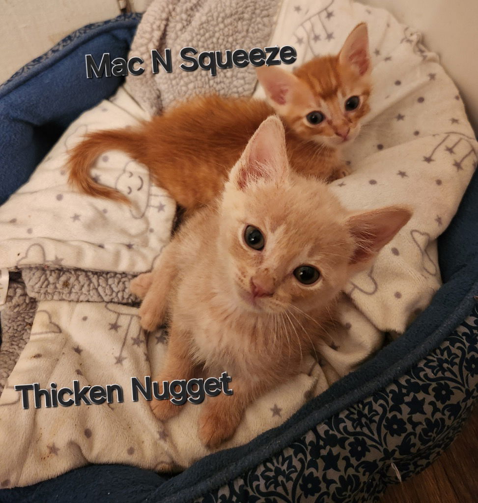 adoptable Cat in San Antonio, TX named Thicken Nugget