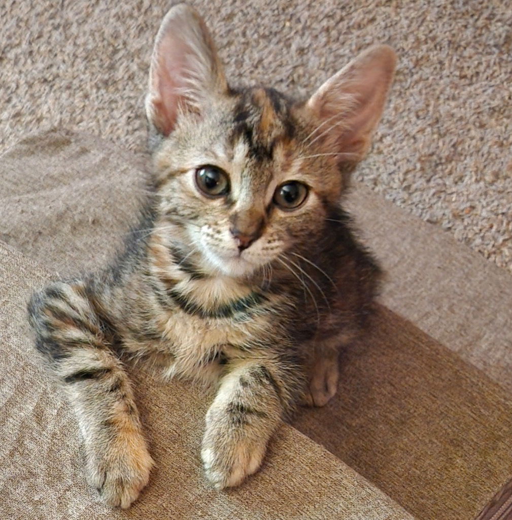 adoptable Cat in San Antonio, TX named Wasabi