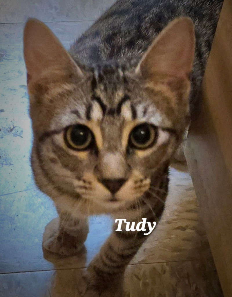 adoptable Cat in San Antonio, TX named Tudy