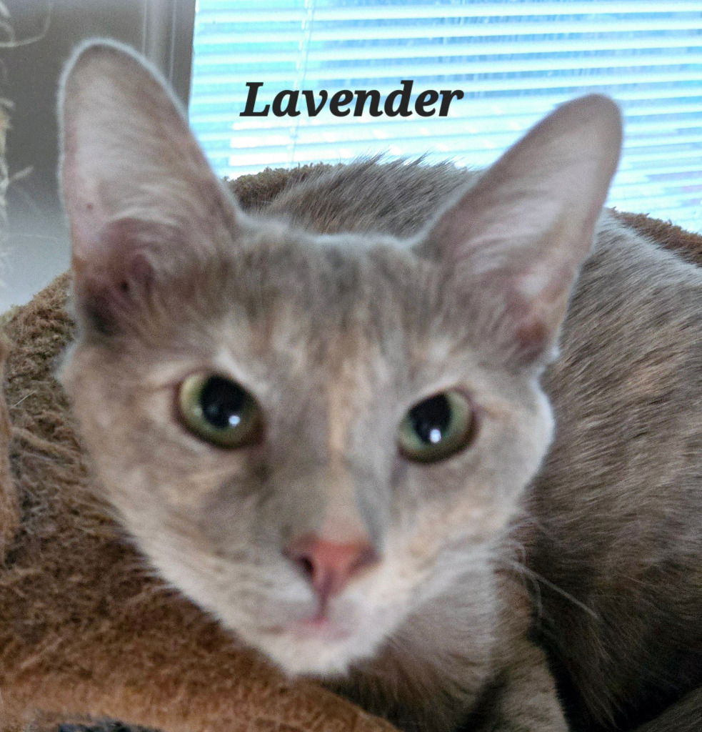 adoptable Cat in San Antonio, TX named Lavender