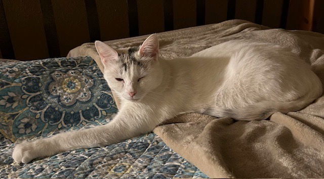 adoptable Cat in San Antonio, TX named Mrs. Snowball