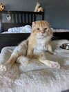 Walter McFluffy - Photo 1